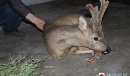 狍子先生爆料视频播放全集,背后惊人真相大曝光